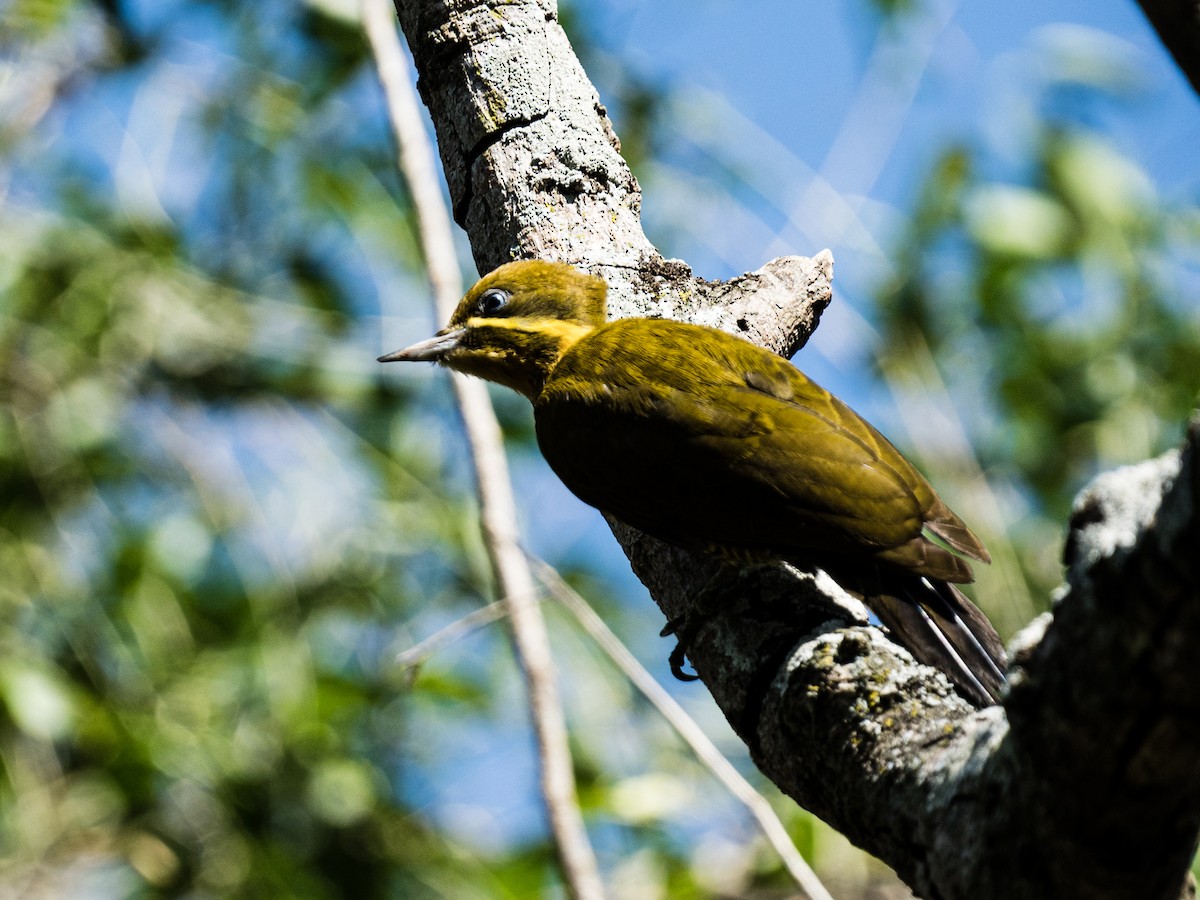 Pic vert-doré - ML640226921