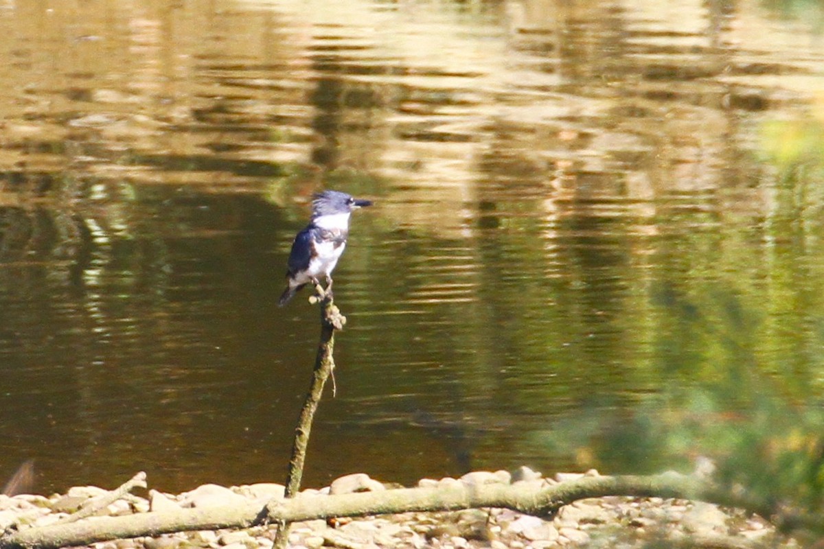 Belted Kingfisher - ML640226933