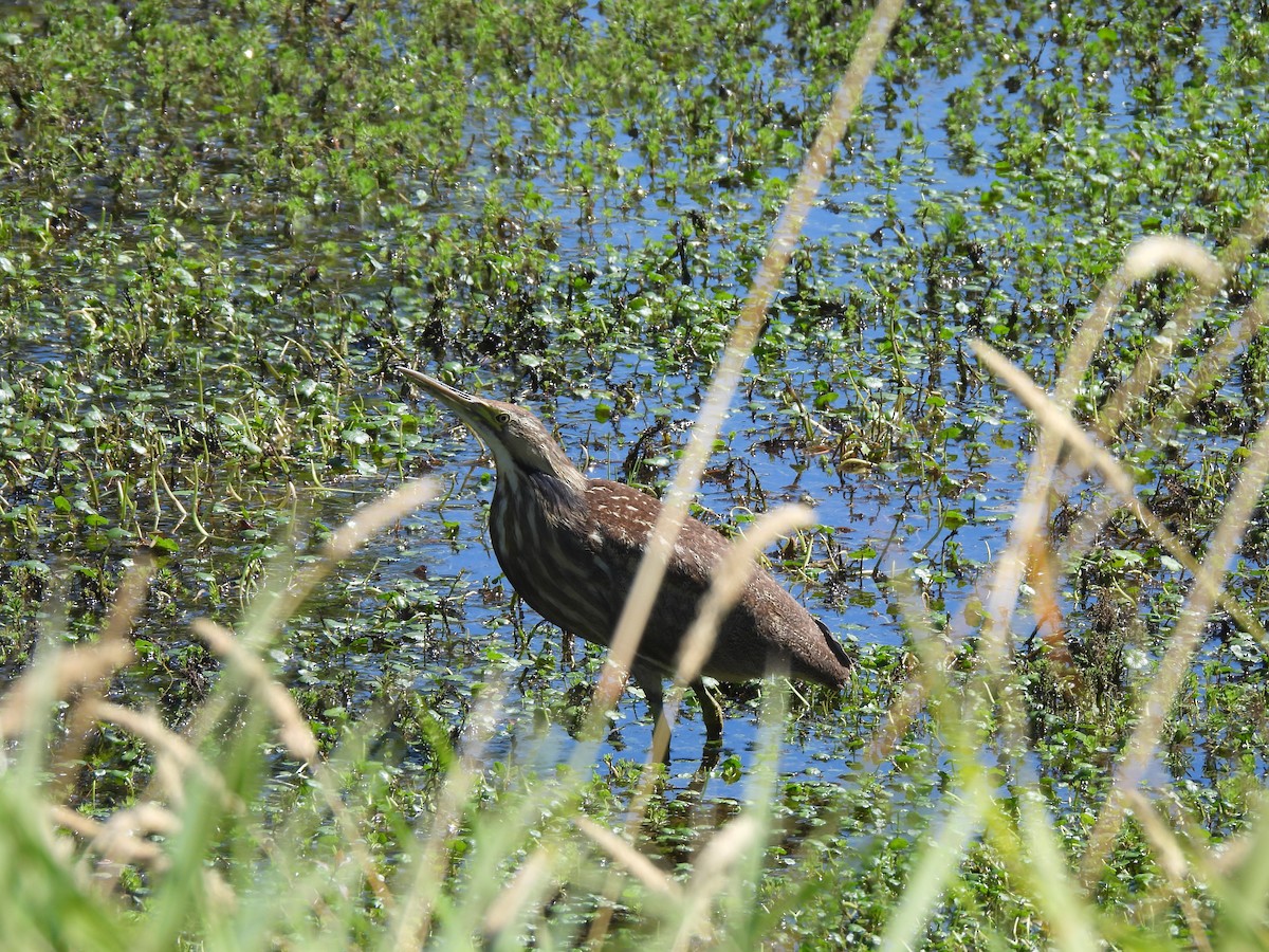 American Bittern - ML640226962