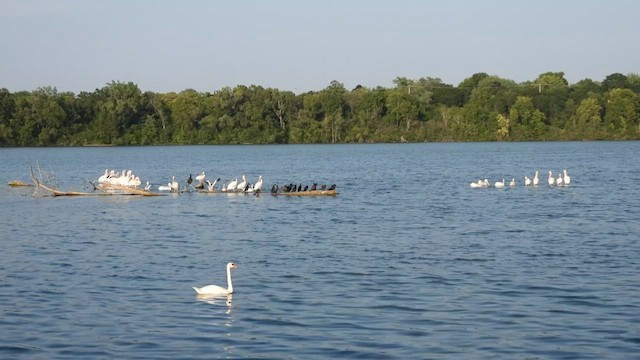 American White Pelican - ML640226999