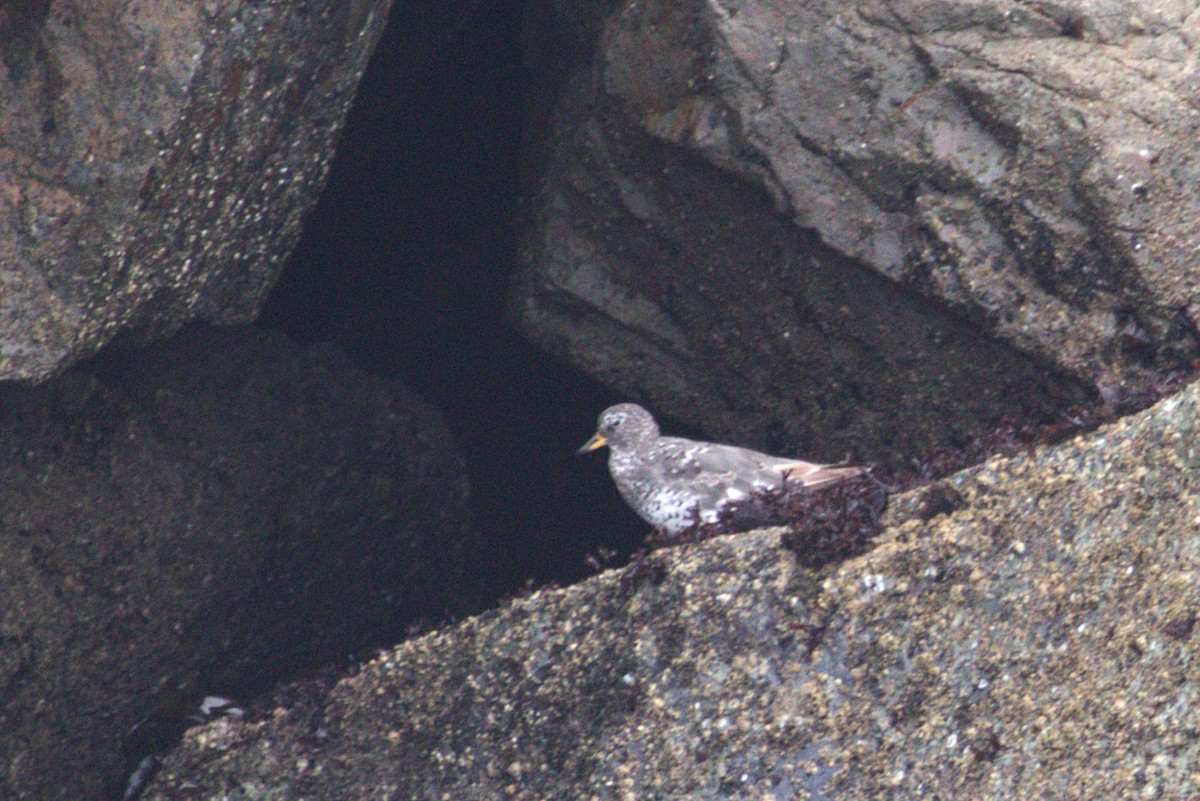 Surfbird - ML640227021