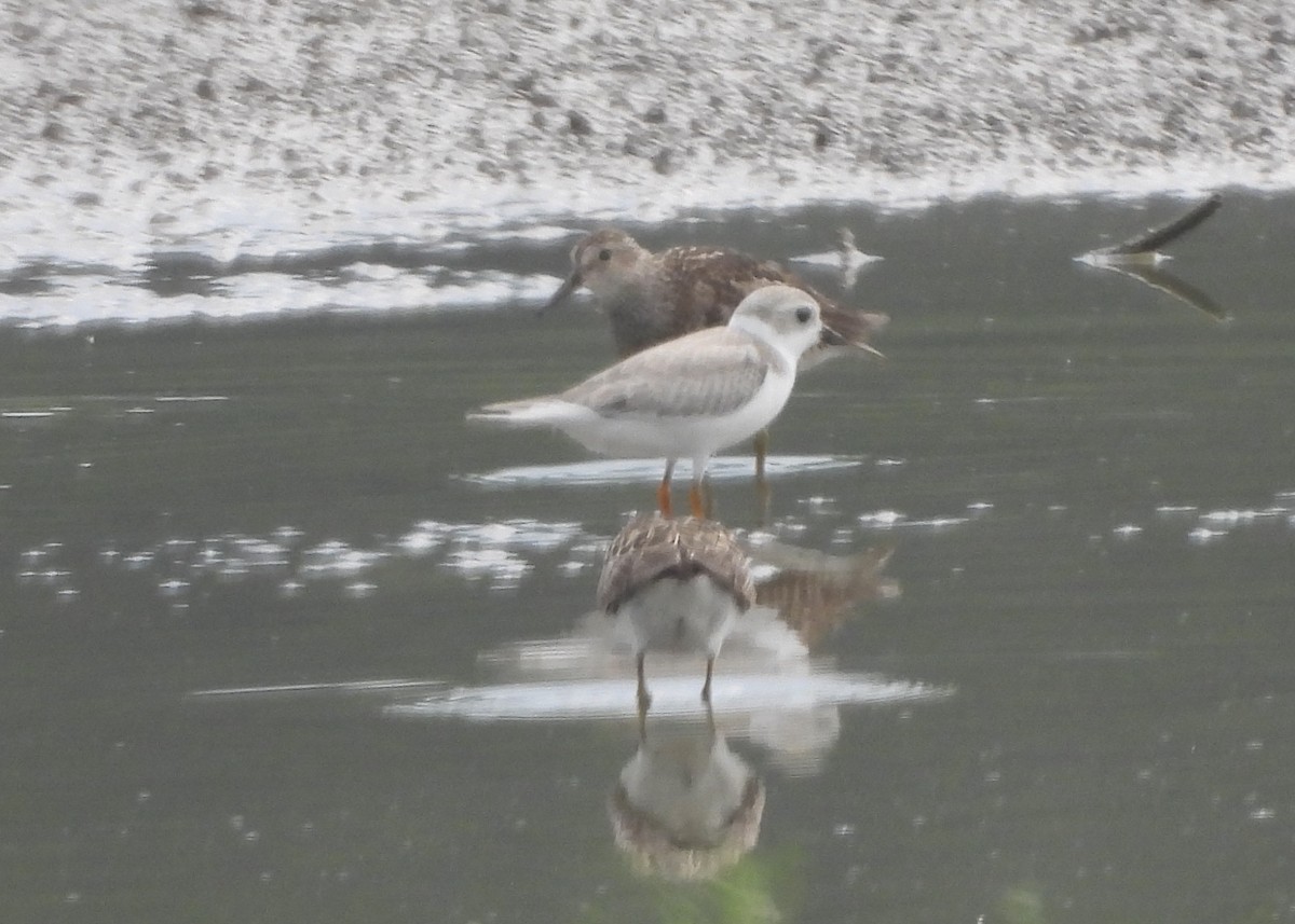 Piping Plover - ML640227068