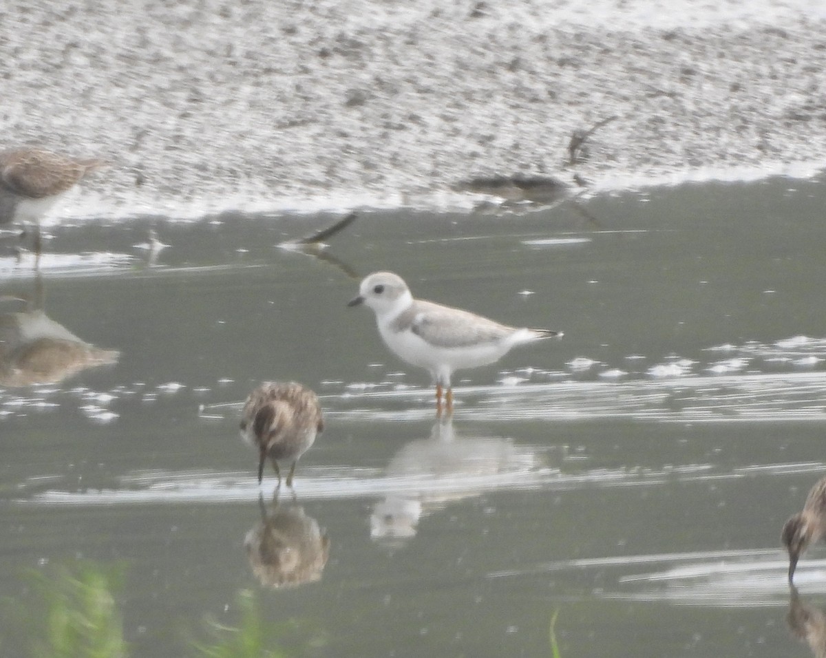 Piping Plover - ML640227069