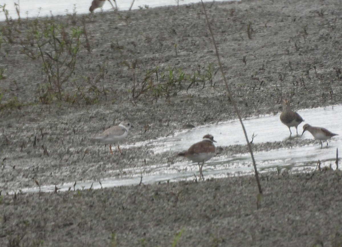 Piping Plover - ML640227070