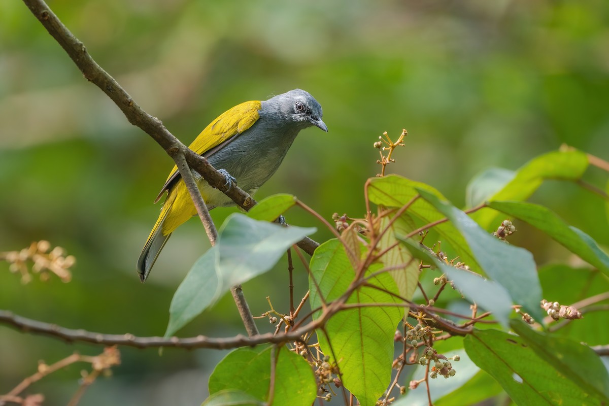 Gray-bellied Bulbul - ML640227087