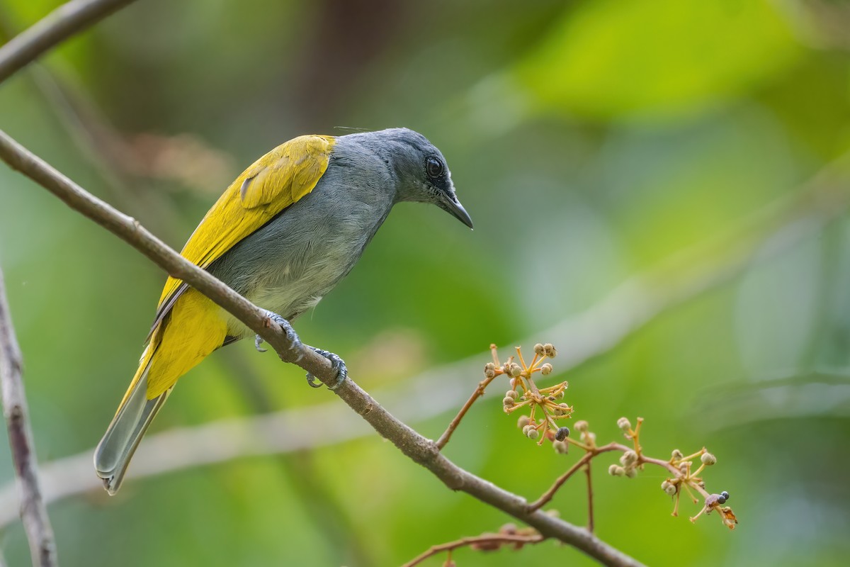 Gray-bellied Bulbul - ML640227088