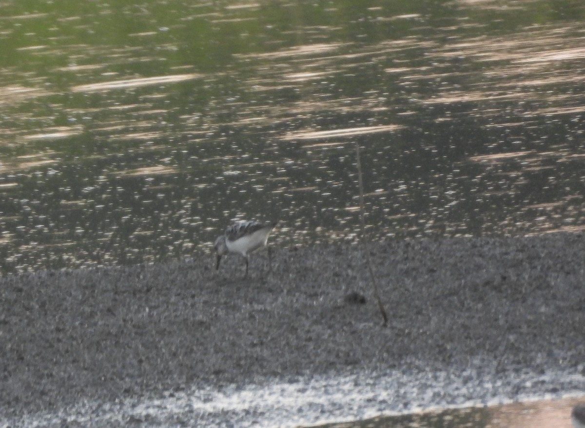 Sanderling - ML640227090