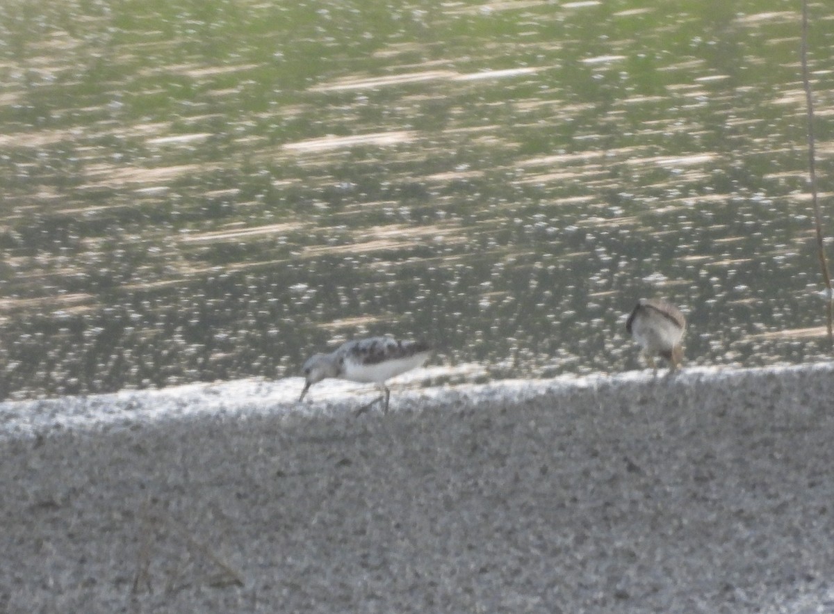 Sanderling - ML640227092