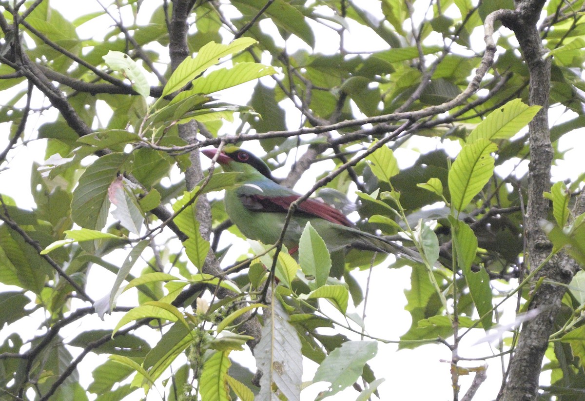 Common Green-Magpie - ML640227101
