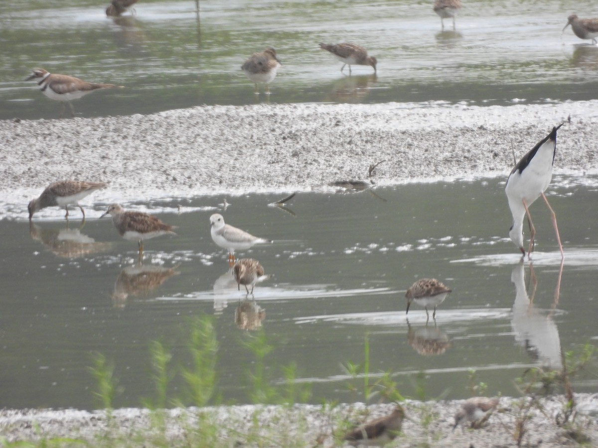 Piping Plover - ML640227117