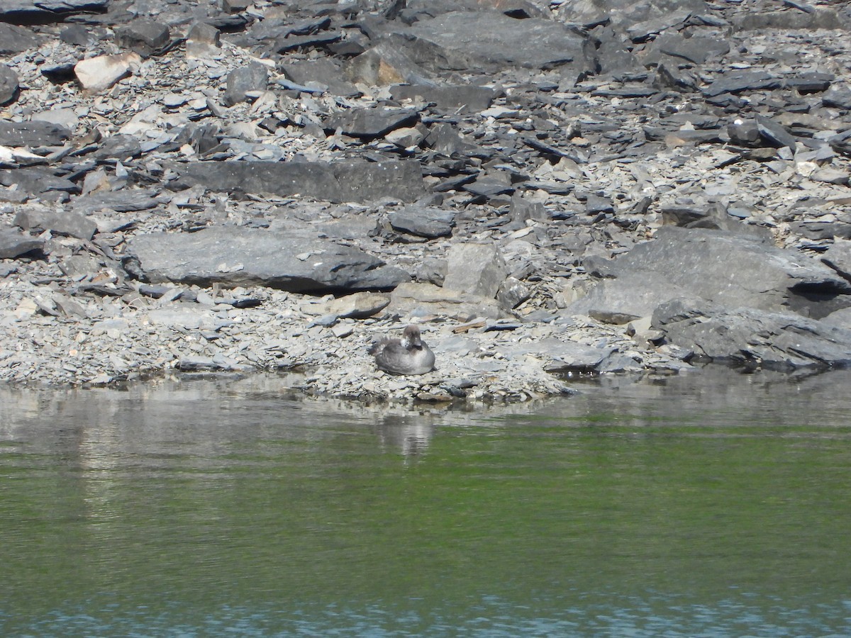 Common/Barrow's Goldeneye - ML640227133