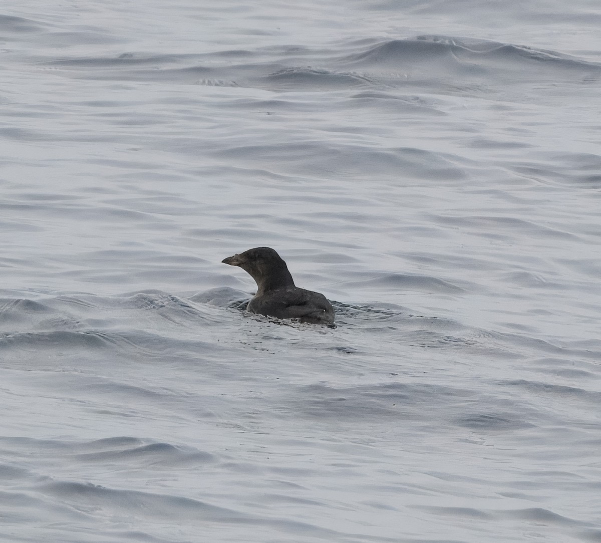 Rhinoceros Auklet - ML640227134