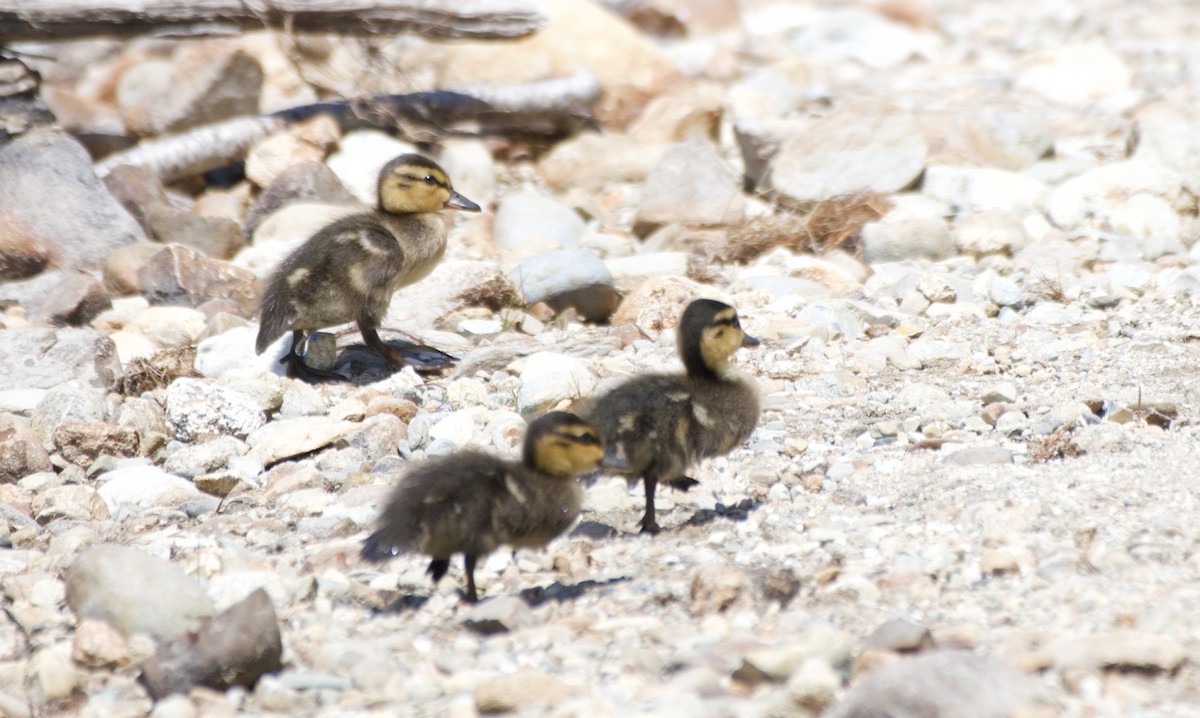 American Black Duck - ML640227160