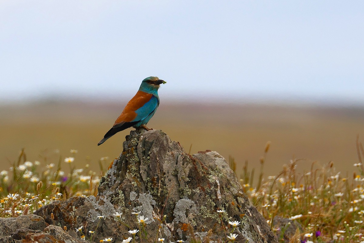 European Roller - ML640227180