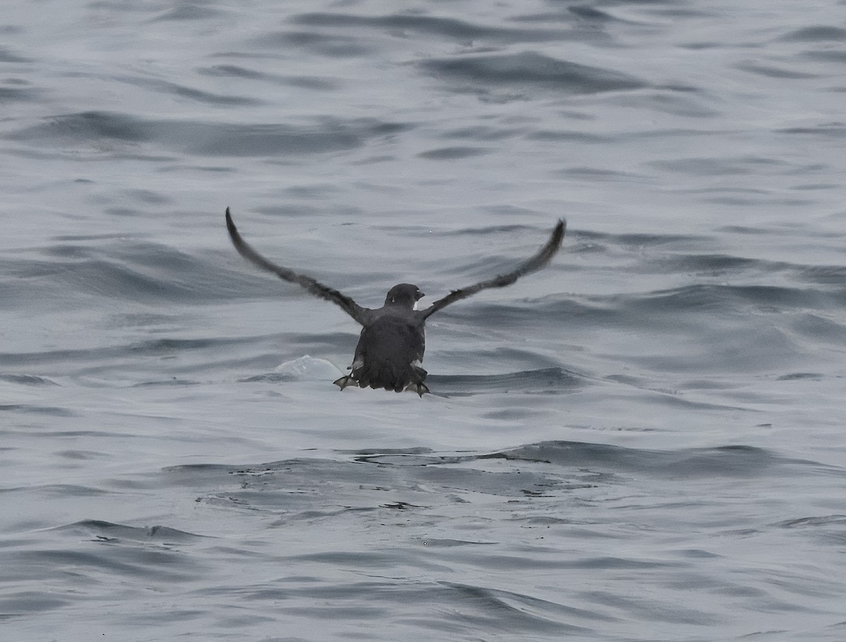 Scripps's Murrelet - ML640227201