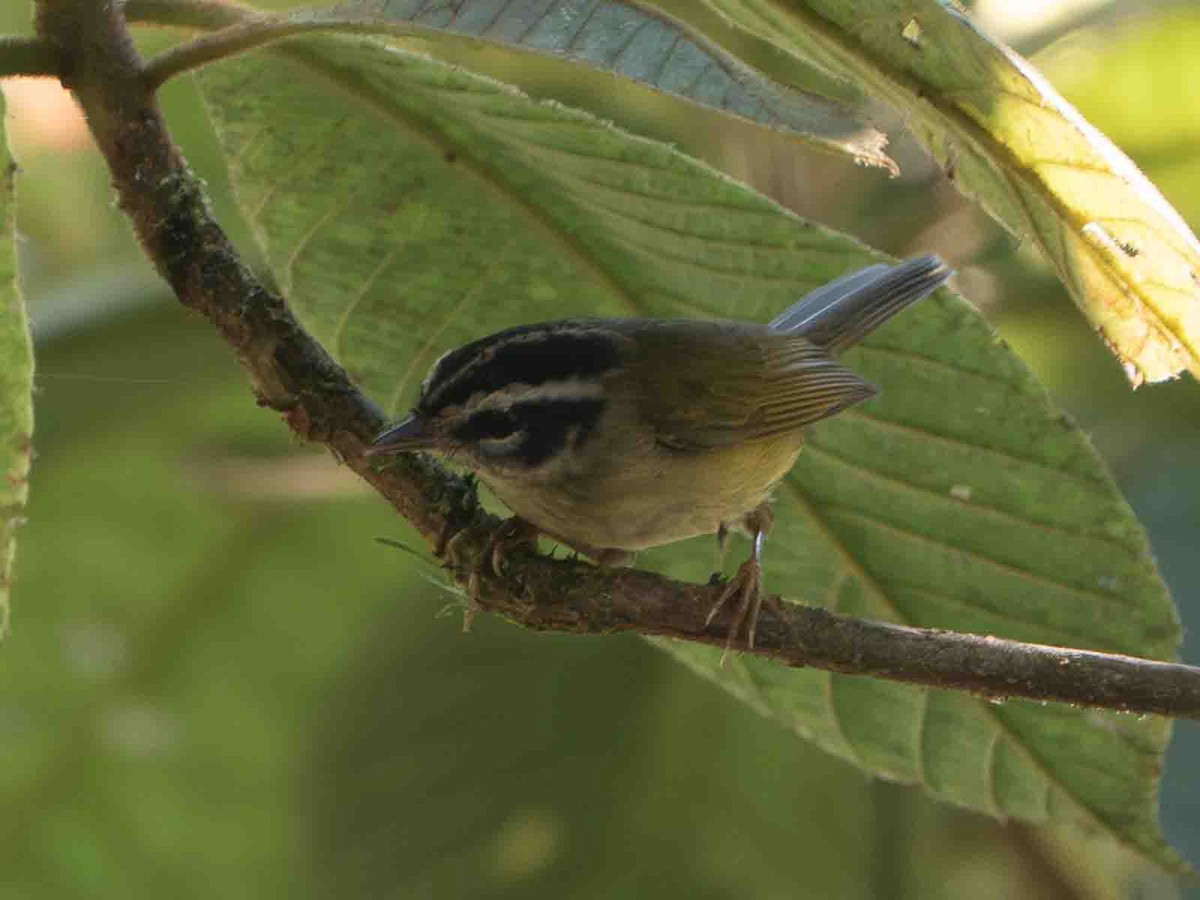 Three-striped Warbler - ML640227217