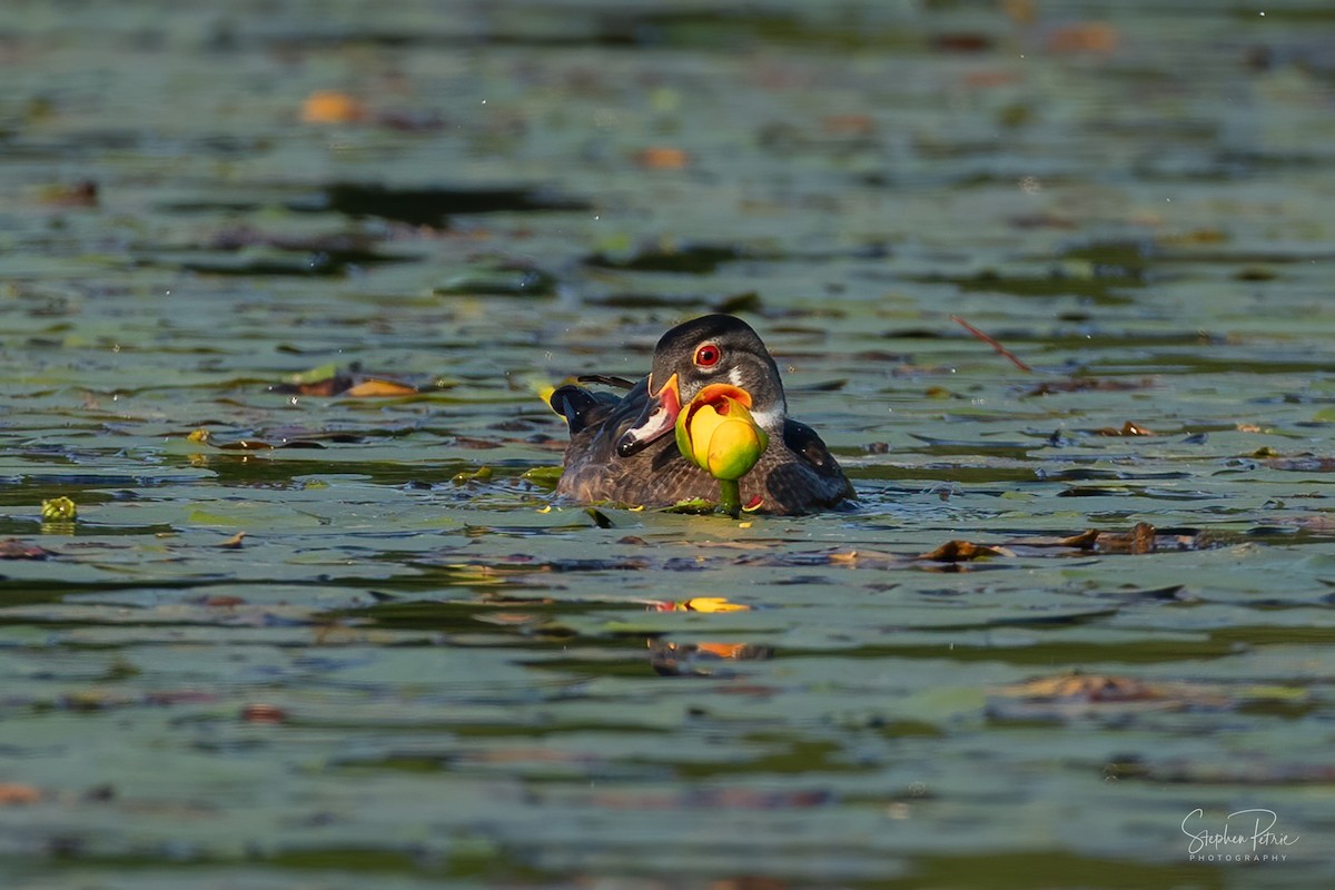 Wood Duck - ML640227229