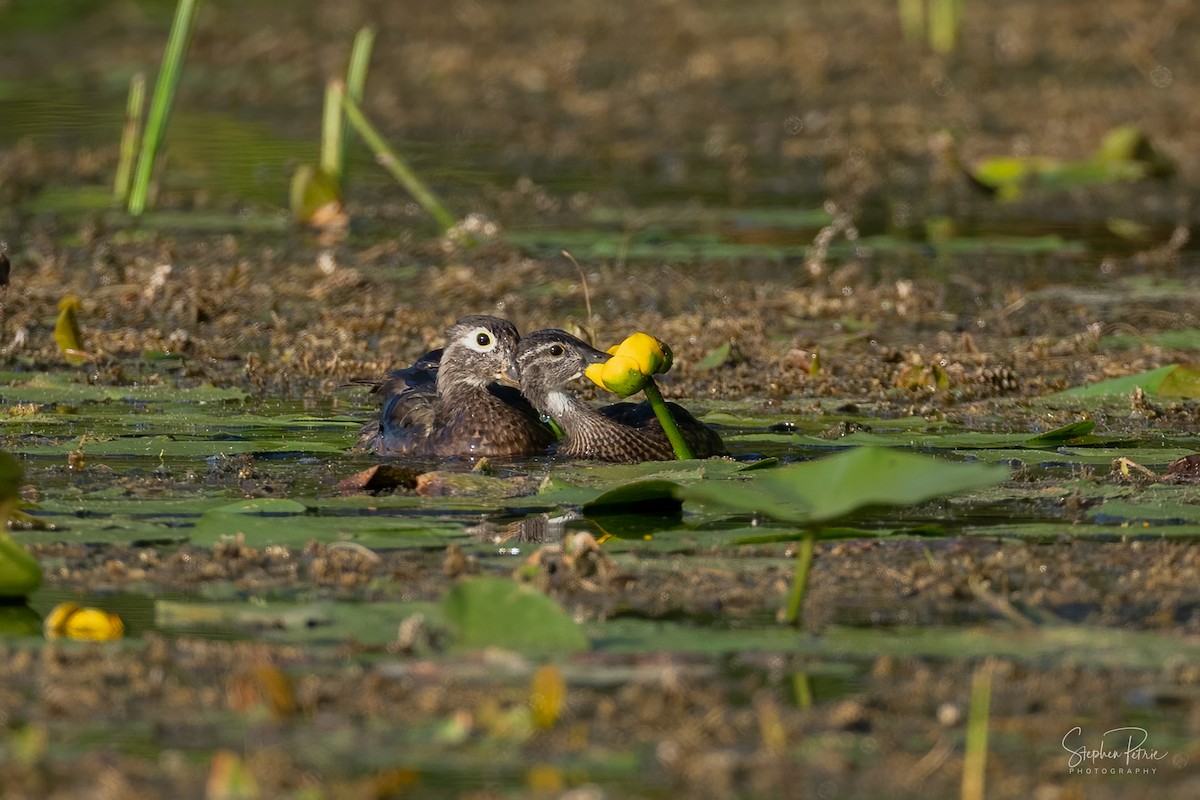 Wood Duck - ML640227230