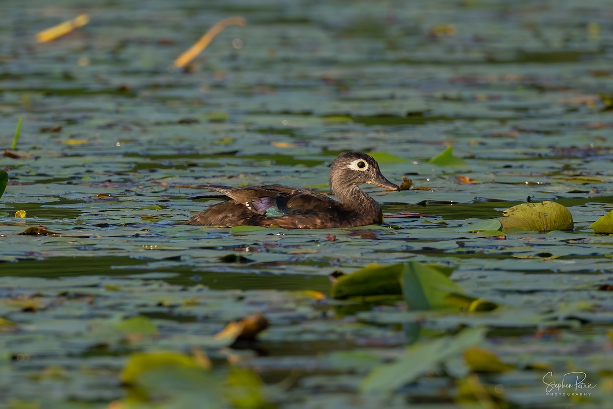 Wood Duck - ML640227231