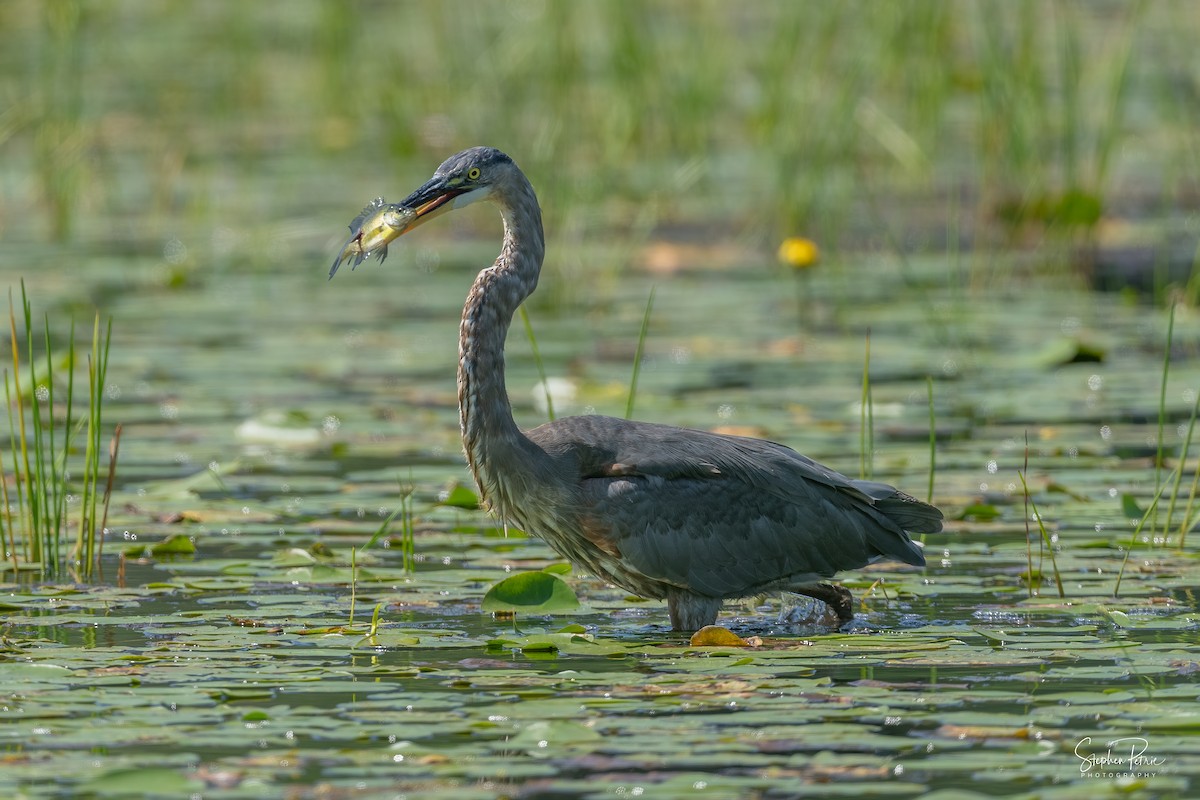 Great Blue Heron - ML640227232