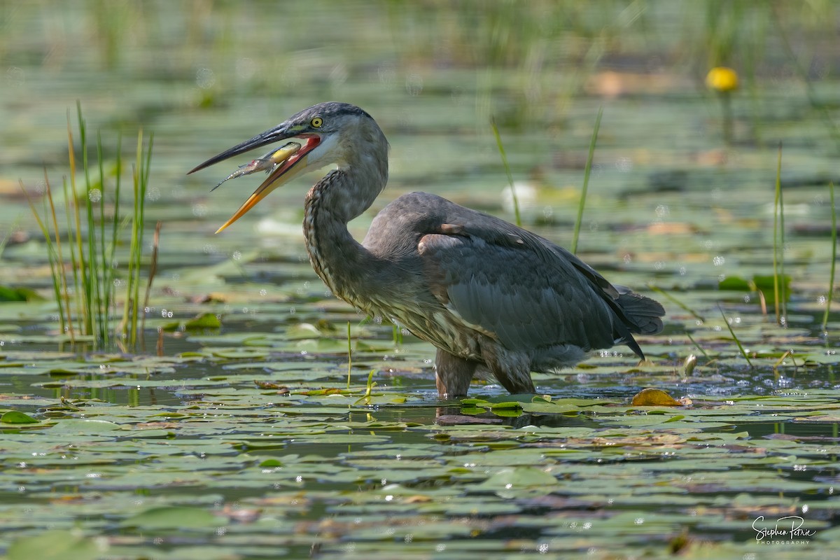 Great Blue Heron - ML640227233