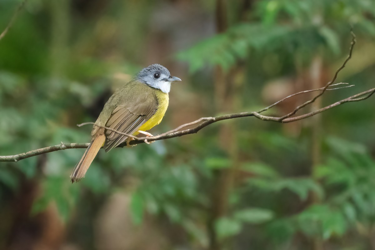 Yellow-bellied Bulbul - ML640227261