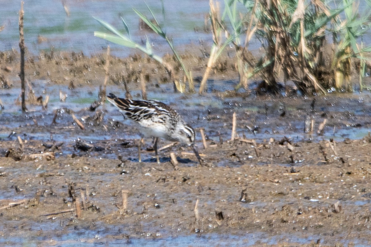 Broad-billed Sandpiper - ML640227302