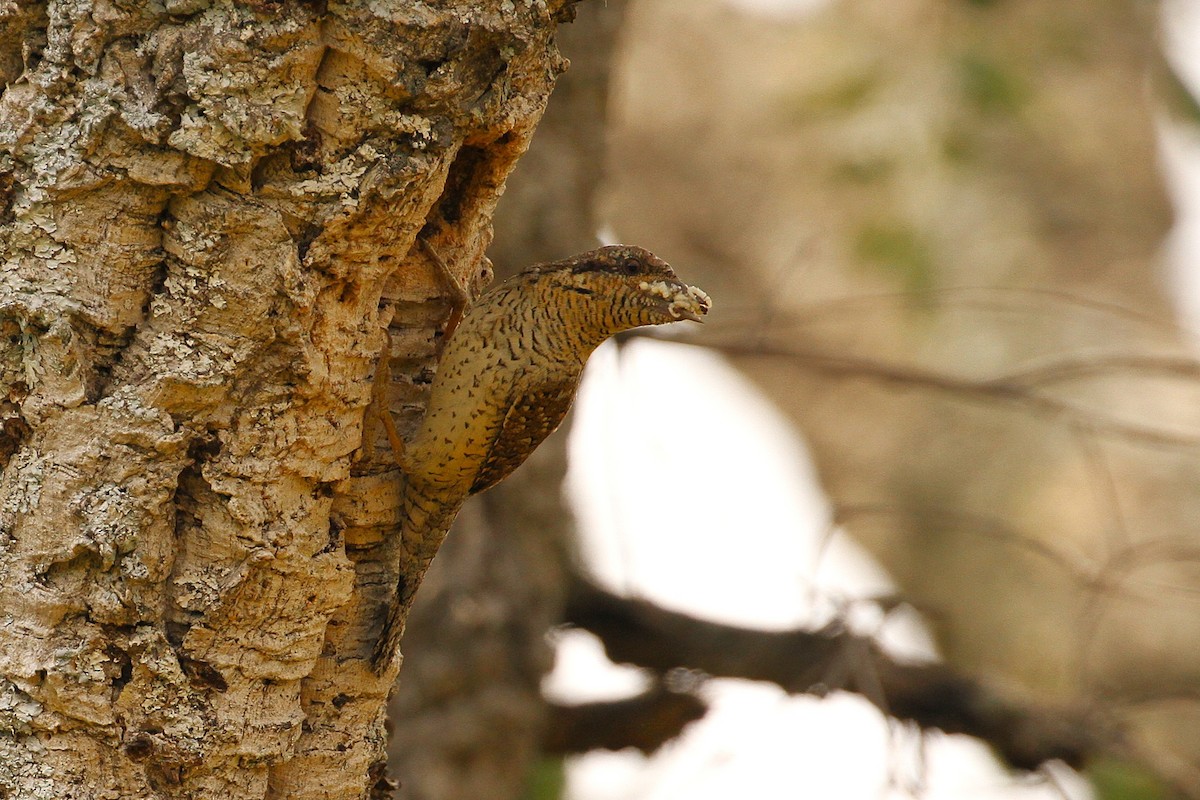 地啄木 - ML640227387