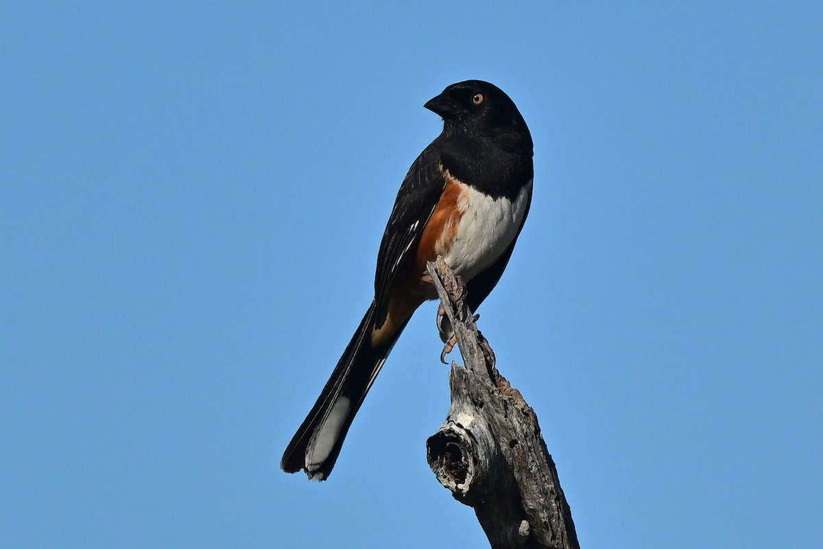 Eastern Towhee - ML640227473