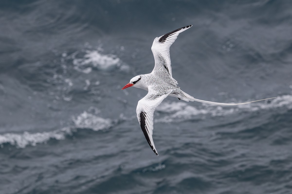 Red-billed Tropicbird - ML640227478