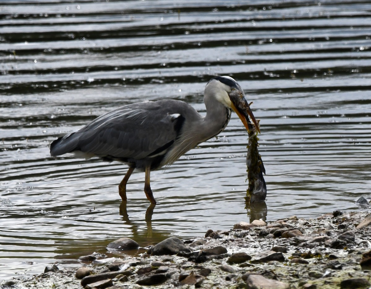 Koartza hauskara (cinerea/jouyi) - ML640227497