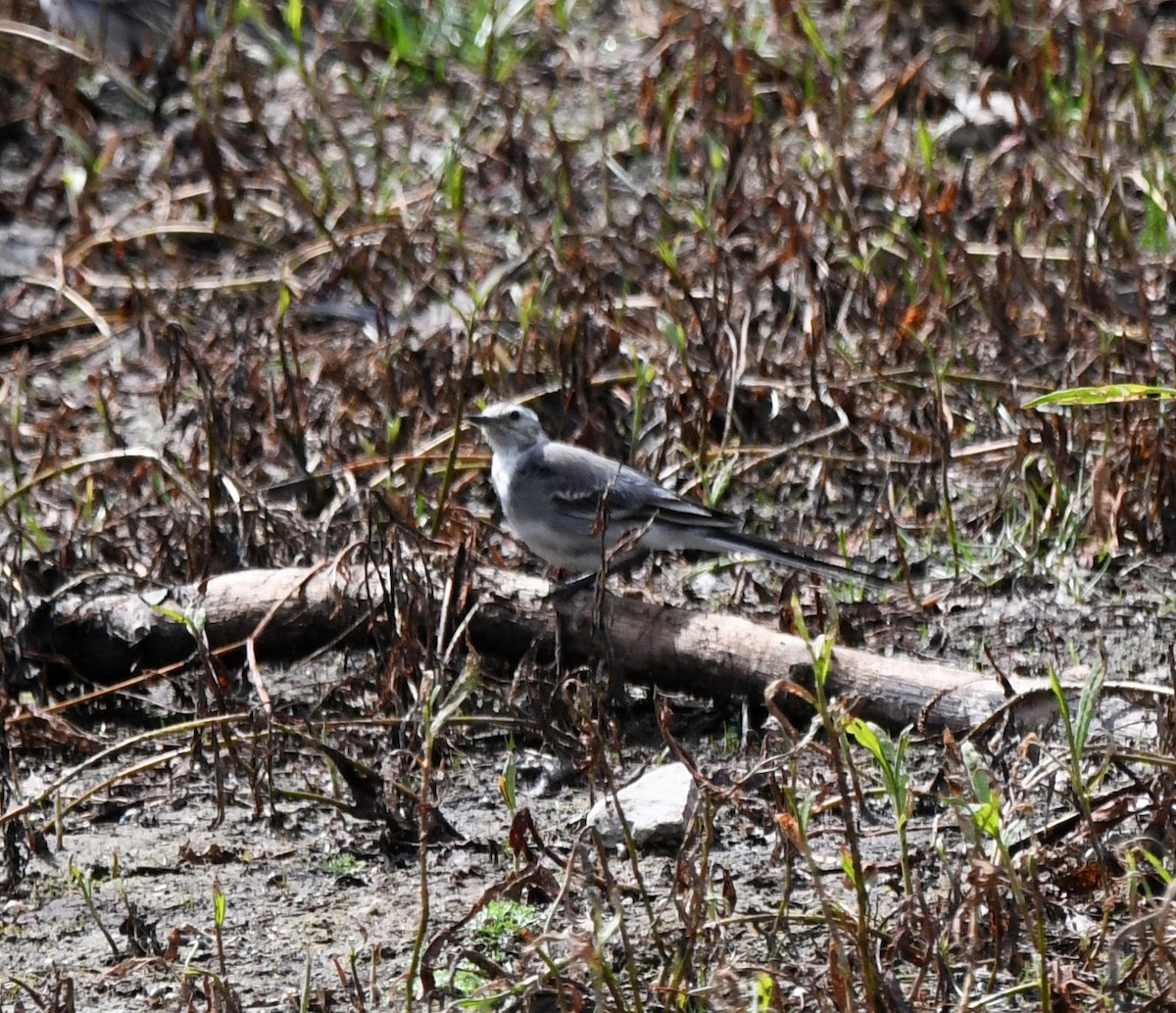 Buztanikara zuria (yarrellii) - ML640227528