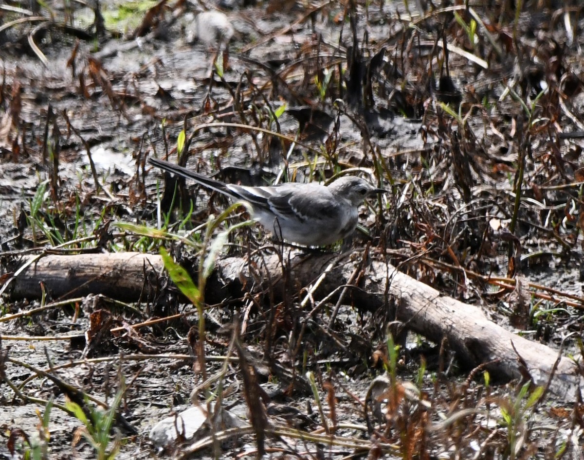 Buztanikara zuria (yarrellii) - ML640227529