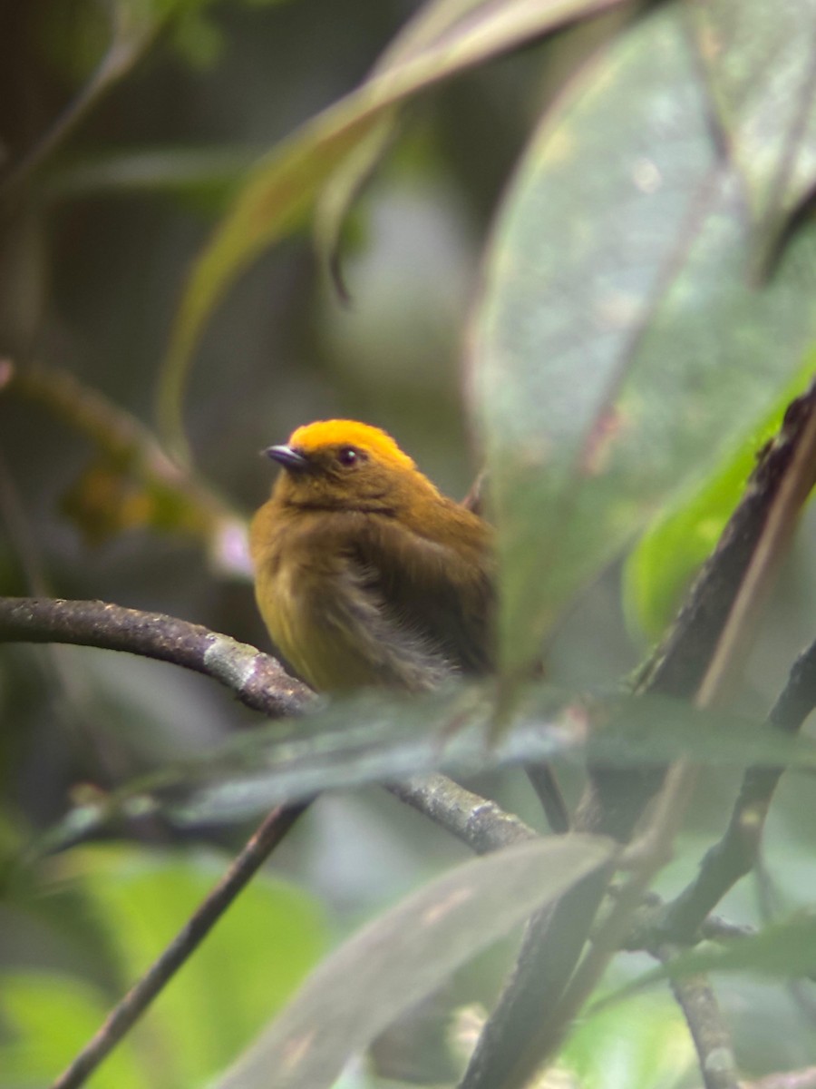 Yellow-headed Manakin - ML640227531
