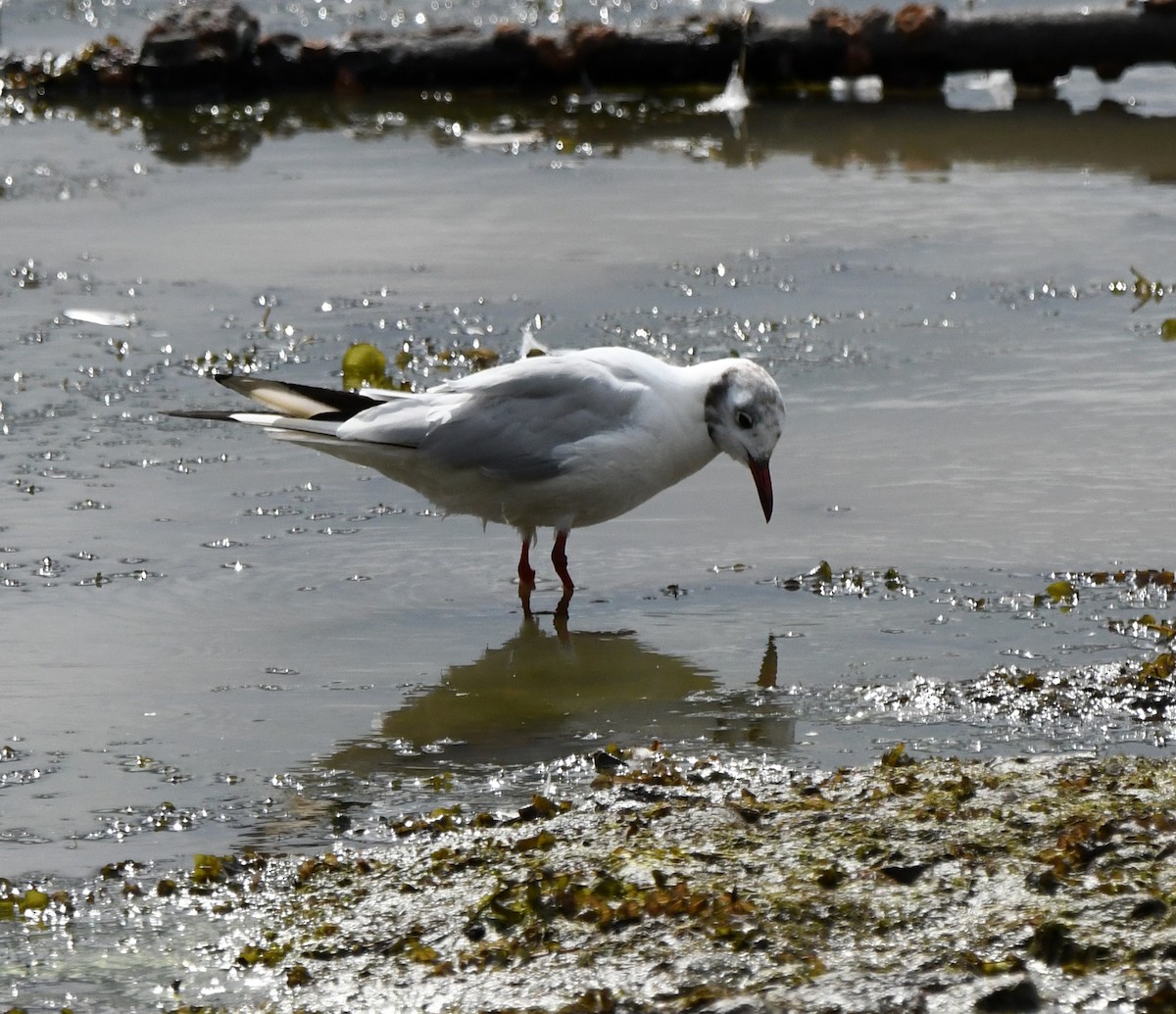 Antxeta mokogorria - ML640227532