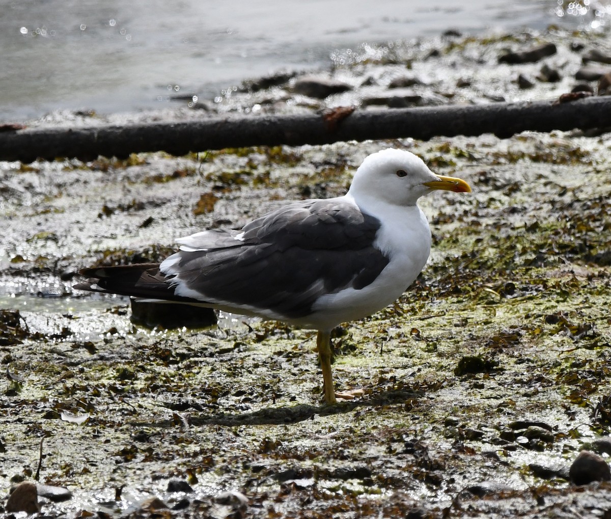 Kaio iluna - ML640227543