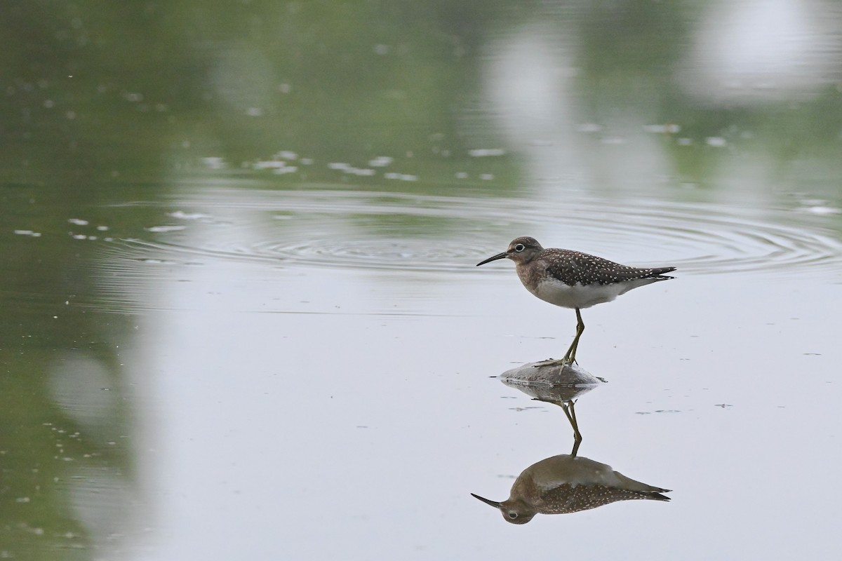 Solitary Sandpiper - ML640227551