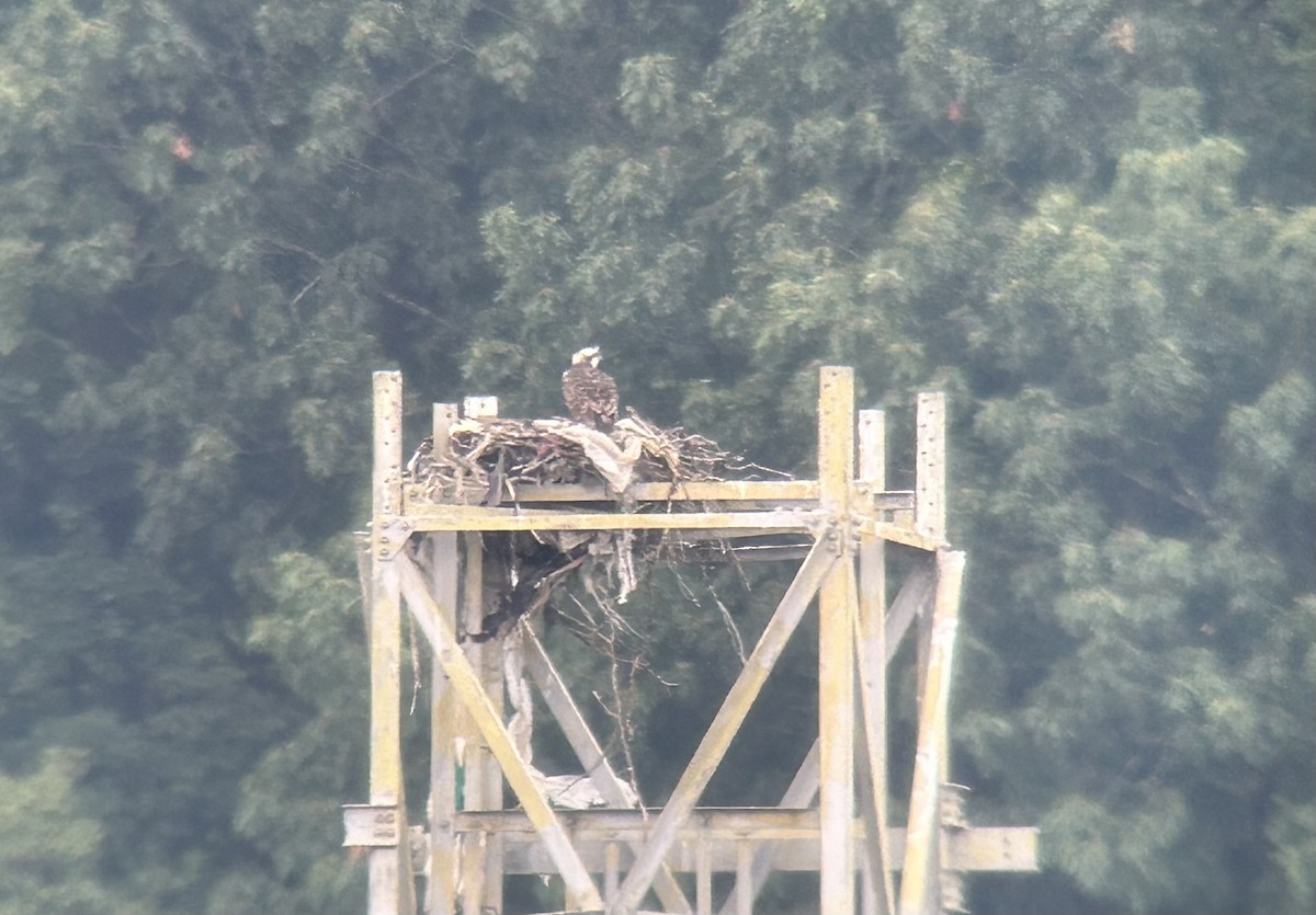 Fischadler - ML640227561