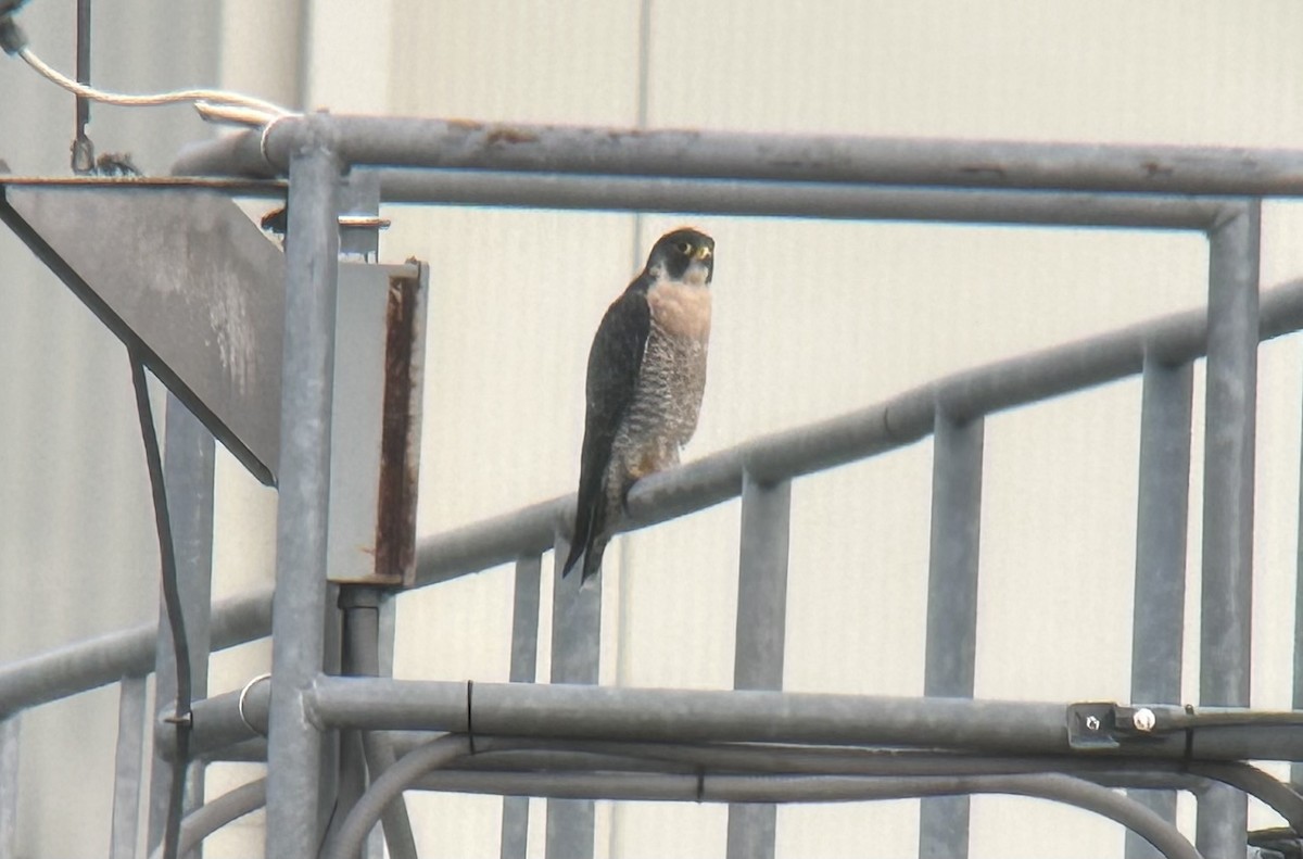 Wanderfalke - ML640227564