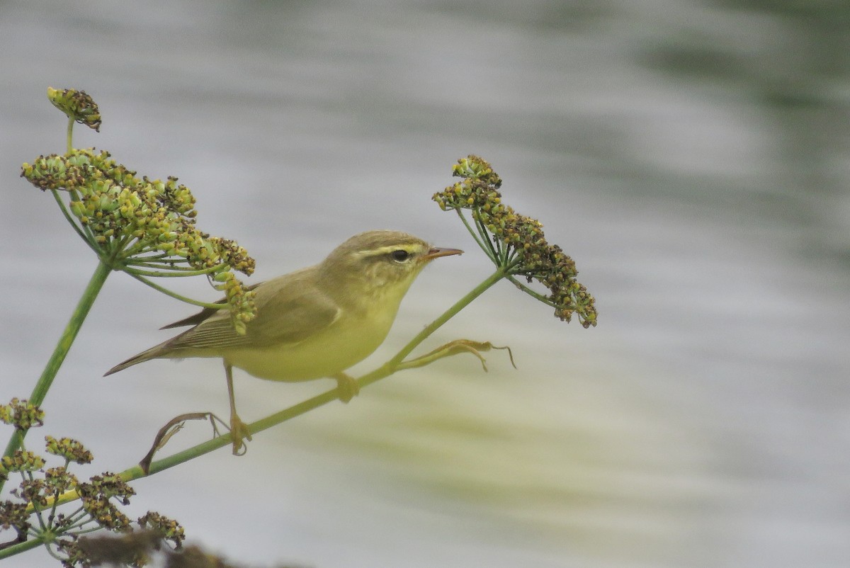 Willow Warbler - ML640227582
