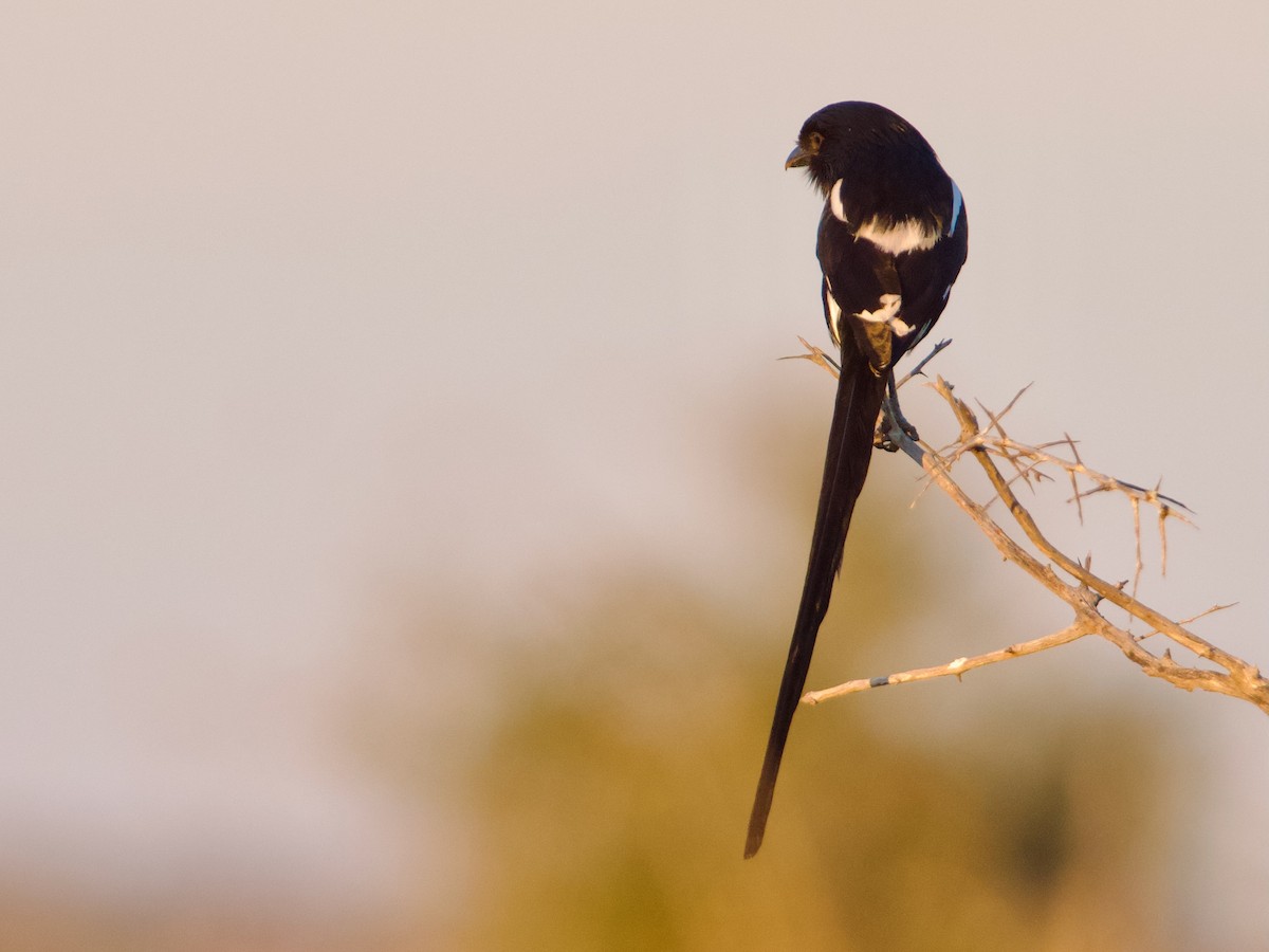 Magpie Shrike - ML640227592