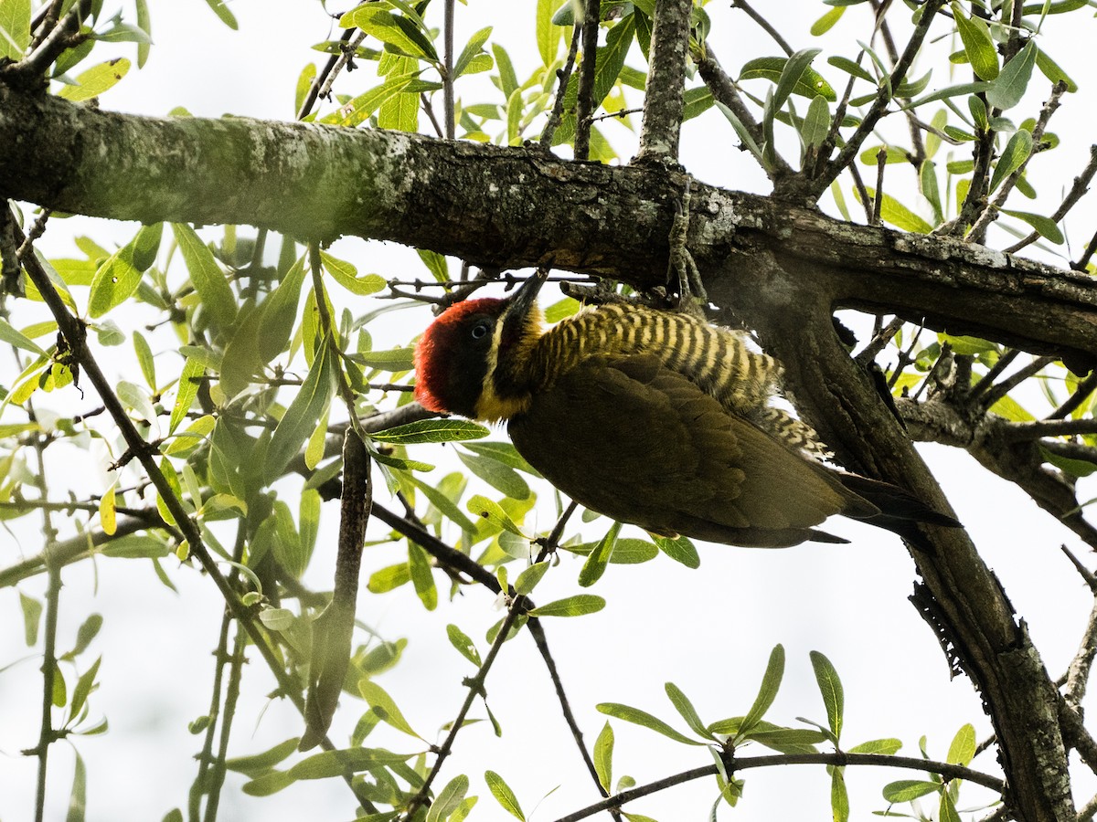 Pic vert-doré - ML640227812