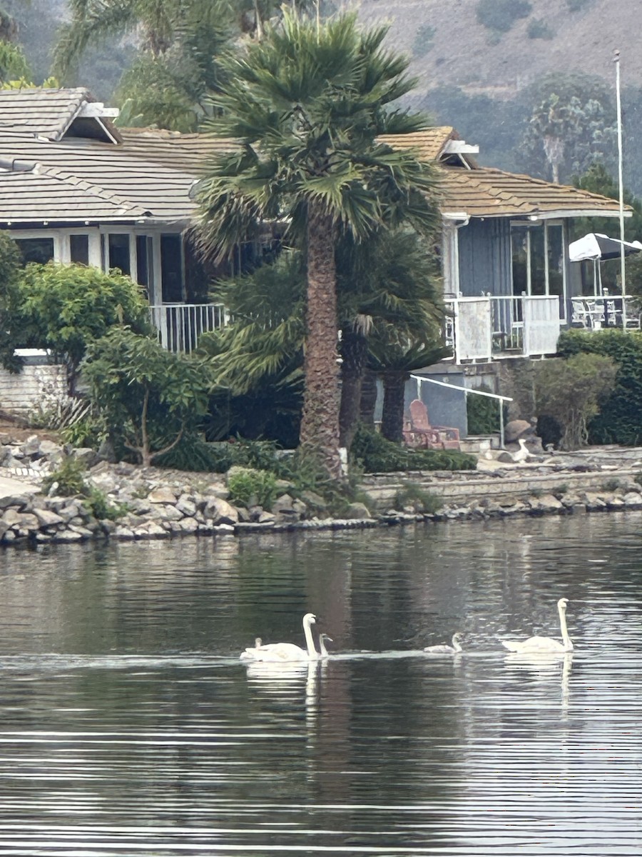 Trumpeter Swan - ML640227827
