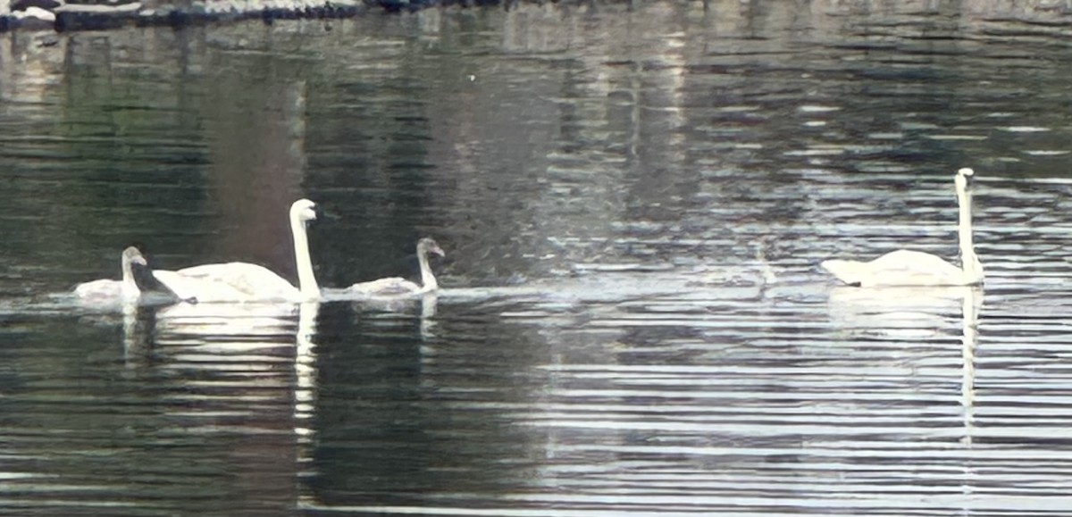 Trumpeter Swan - ML640227828