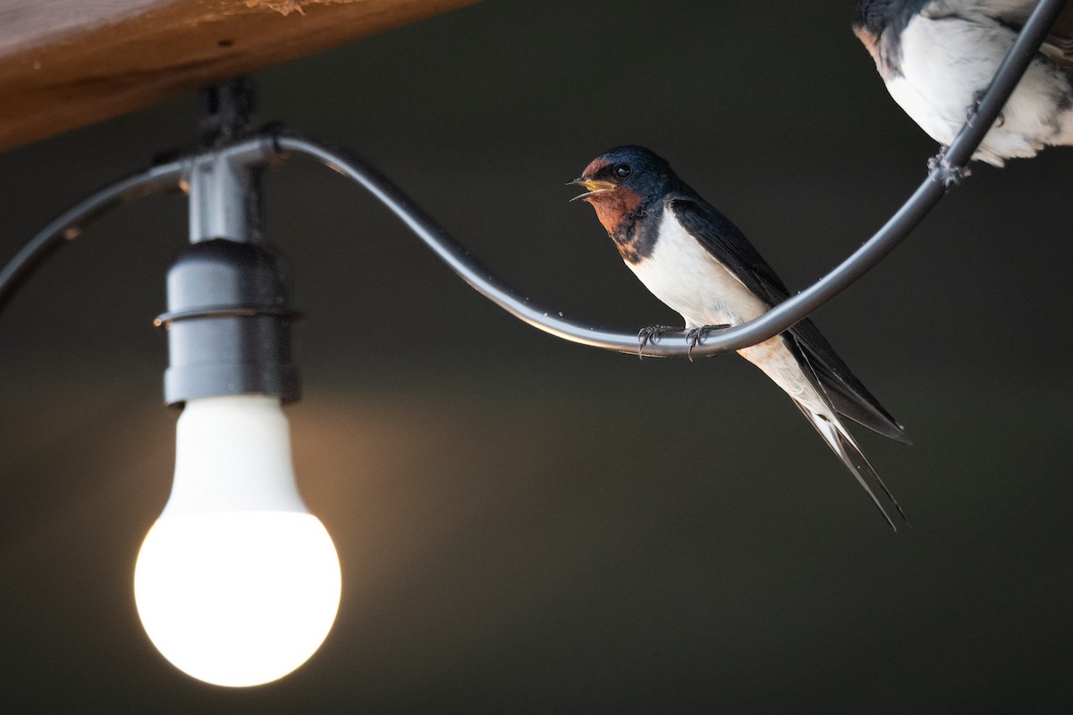 ツバメ（gutturalis／mandschurica） - eBird