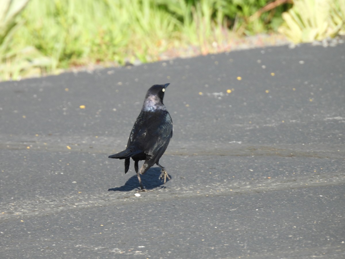 Brewer's Blackbird - ML640227932