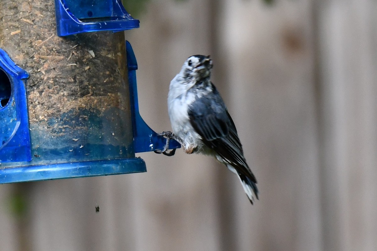 White-breasted Nuthatch - ML640227976