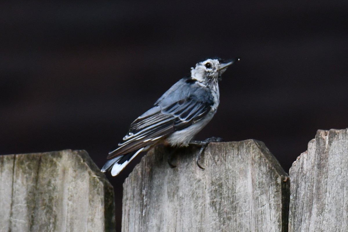 White-breasted Nuthatch - ML640227977