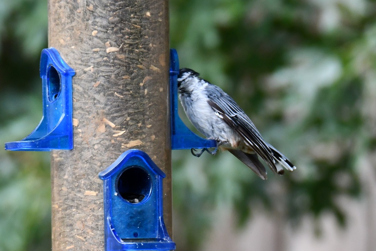 White-breasted Nuthatch - ML640227979