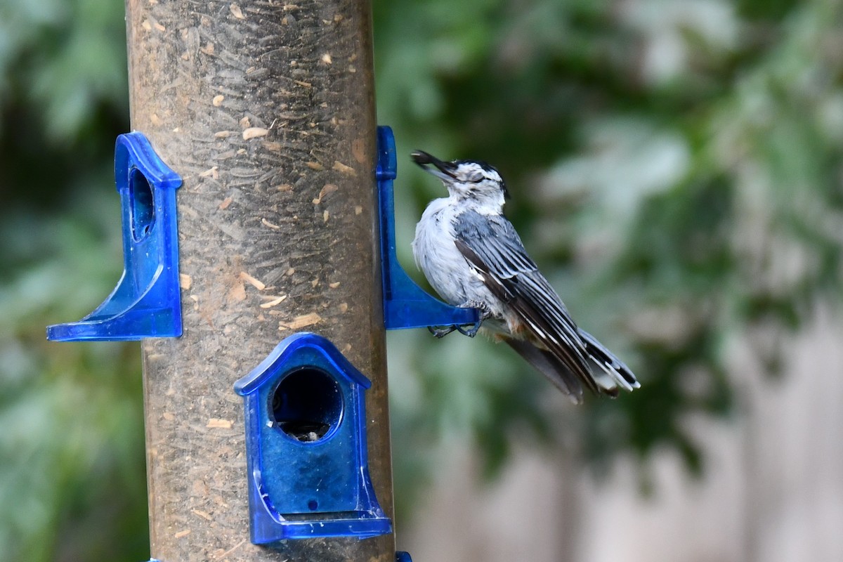 White-breasted Nuthatch - ML640227980